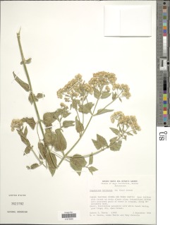 Ageratina herbacea image