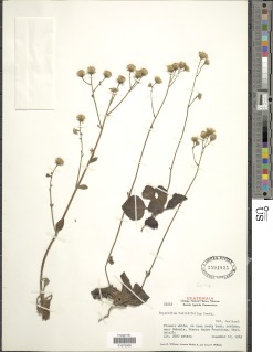 Image of Ageratina bellidifolia