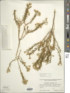 Ericameria brachylepis image