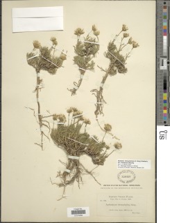 Nestotus stenophyllus image