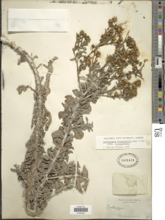 Corethrogyne filaginifolia image