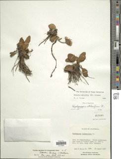 Image of Osbertia stolonifera