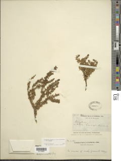Ericameria cuneata var. cuneata image