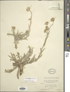 Pyrrocoma uniflora var. gossypina image