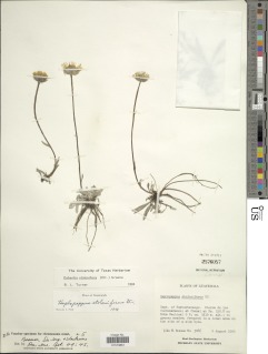 Osbertia stolonifera image