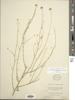 Chloracantha spinosa var. spinosa image