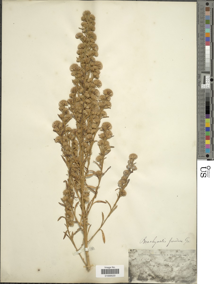 Symphyotrichum frondosum image