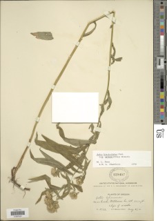 Symphyotrichum bracteolatum image