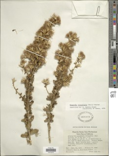 Image of Hazardia stenolepis