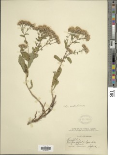 Eurybia radulina image
