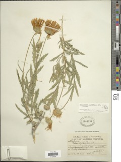 Xylorhiza tortifolia image