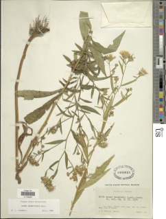 Symphyotrichum subspicatum image