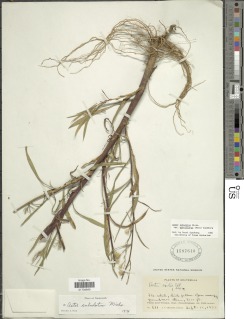 Image of Symphyotrichum subulatum