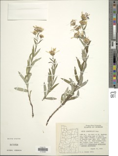 Doellingeria ledophylla image