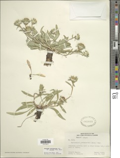 Pyrrocoma carthamoides var. cusickii image