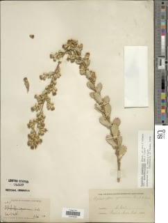 Hazardia squarrosa var. grindelioides image