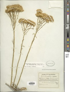 Ericameria nauseosa var. ceruminosa image