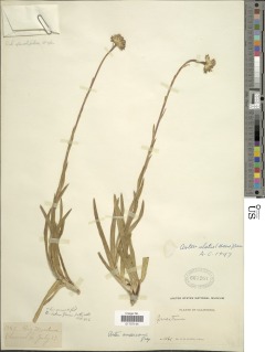 Oreostemma alpigenum image