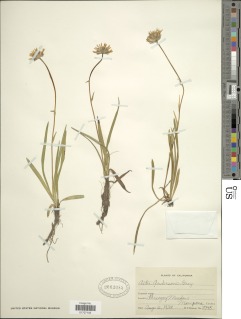 Oreostemma alpigenum var. andersonii image