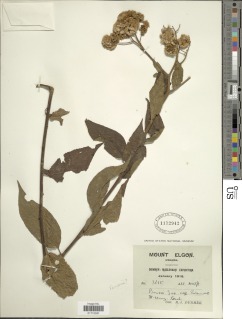 Microglossa densiflora image