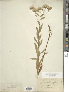 Sericocarpus oregonensis subsp. oregonensis image