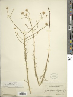 Erigeron foliosus var. foliosus image