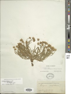 Erigeron eatonii var. plantagineus image