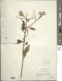Microglossa pyrifolia image