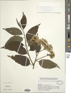 Microglossa densiflora image