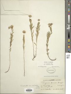 Erigeron petrophilus var. viscidulus image
