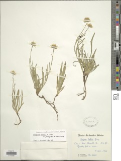 Erigeron eatonii var. plantagineus image