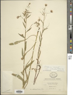 Erigeron acris subsp. acris image