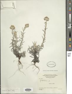 Pseudognaphalium rhodarum image