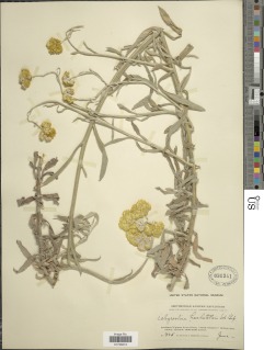 Helichrysum stenopterum image