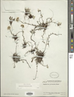 Pseudognaphalium stolonatum image
