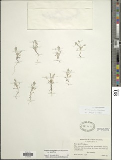 Hesperevax sparsiflora image