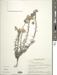 Image of Pseudognaphalium roseum