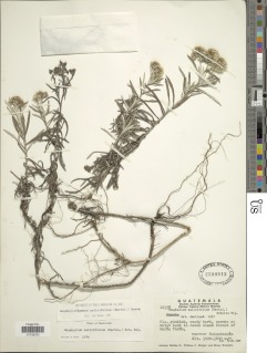 Chionolaena salicifolia image