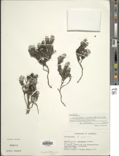 Image of Chionolaena lavandulifolia