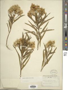 Image of Baccharis salicifolia