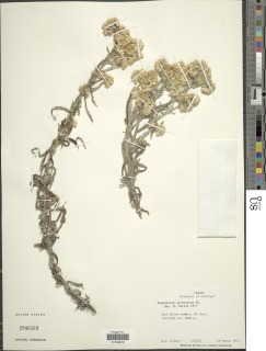 Pseudognaphalium attenuatum image