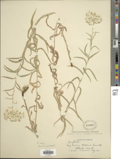 Anaphalis margaritacea subsp. margaritacea image