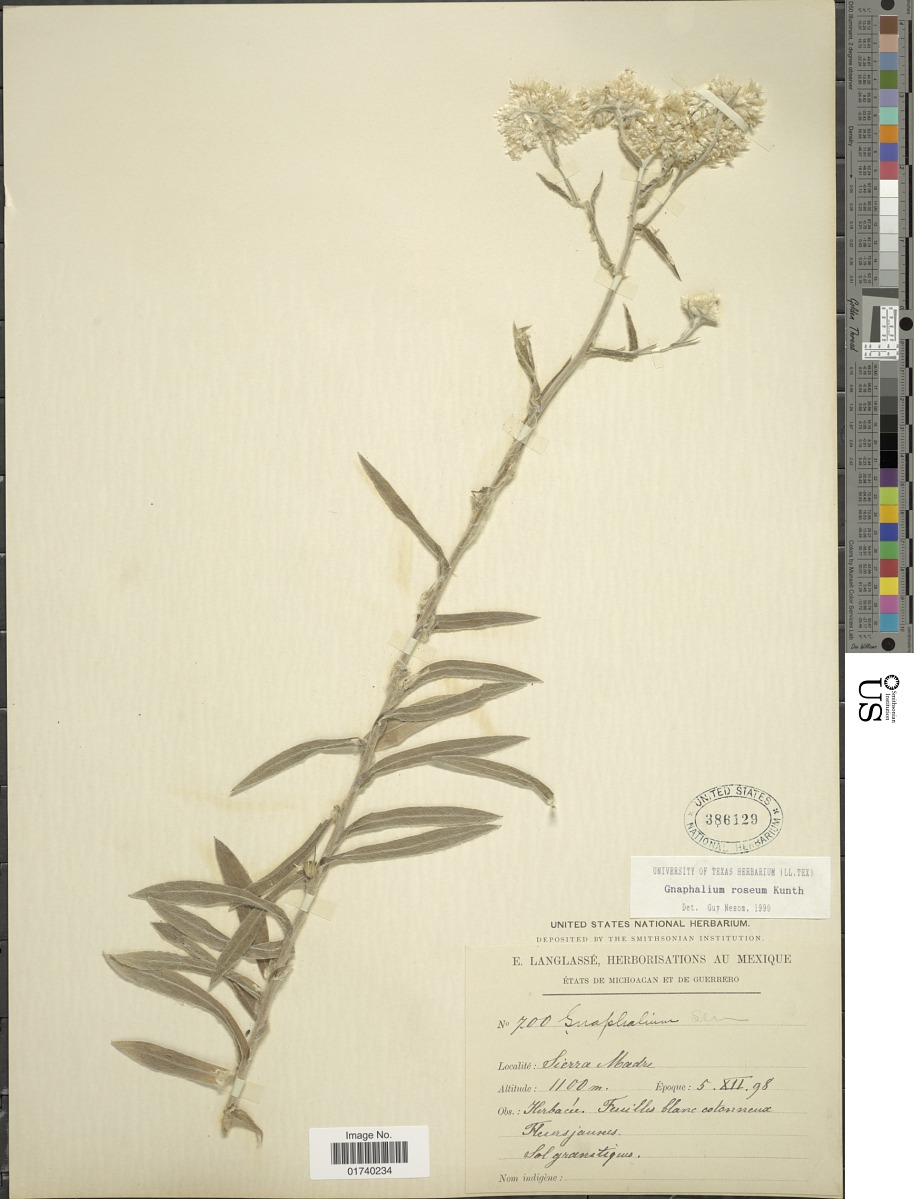 Pseudognaphalium roseum image