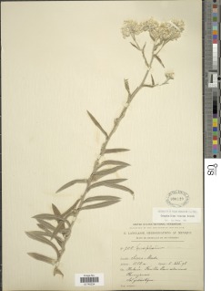 Image of Pseudognaphalium roseum
