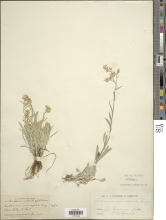 Antennaria luzuloides subsp. aberrans image