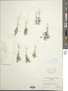 Hesperevax sparsiflora image