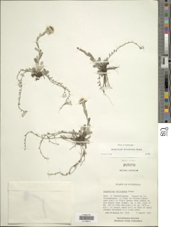 Pseudognaphalium stolonatum image