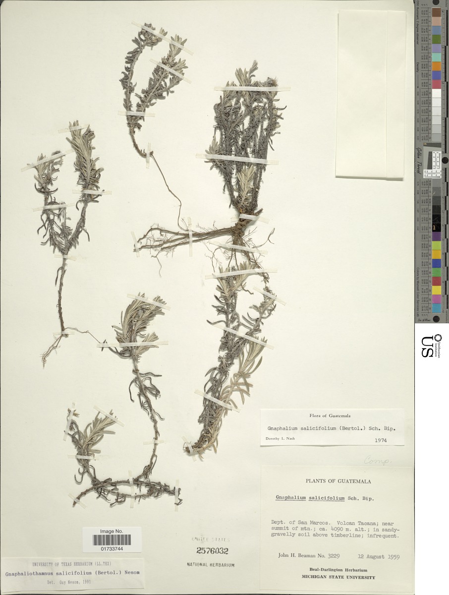 Chionolaena salicifolia image