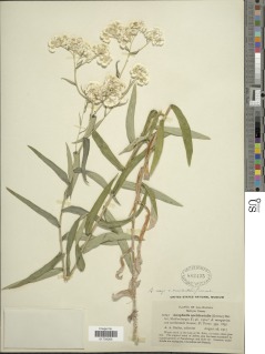 Anaphalis margaritacea subsp. margaritacea image