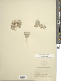 Psilocarphus brevissimus image